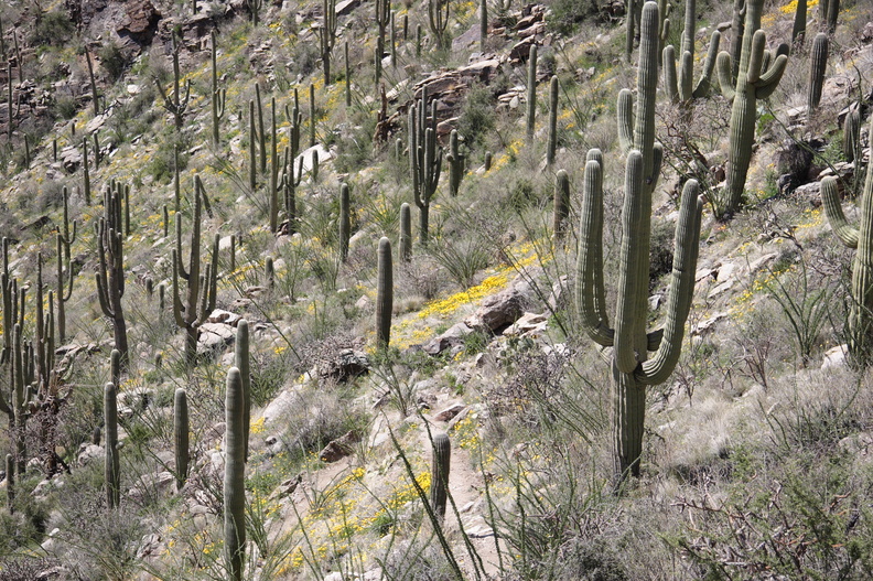 Tucson-Esperero Trail_24.JPG